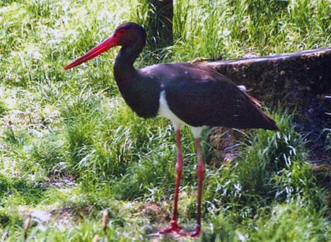 Schwarzstorch-W.jpg Schwarzstorch W