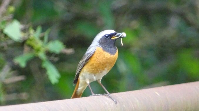 NABU-Umwelt-Tipp des Monats Juni 2017