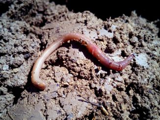 „Der gesunde Gartenboden“