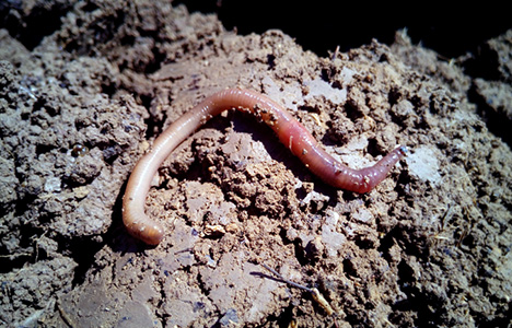 „Der gesunde Gartenboden“