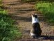 Freigängerkatzen kastrieren lassen
