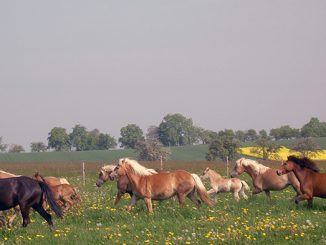 Frühlingsfest auf der Stutenmilchfarm