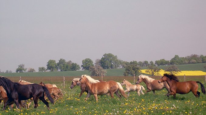 Frühlingsfest auf der Stutenmilchfarm